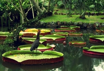 Viagem para Amazônia: dicas, passeios e principais atrativos turísticos