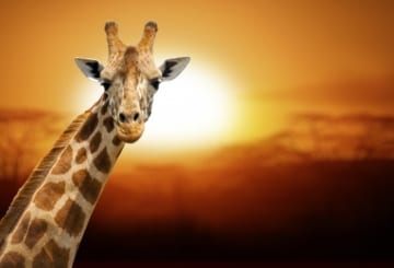 O que fazer na África do Sul: cidades, passeios e informações úteis