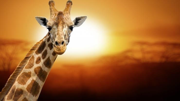 O que fazer na África do Sul: cidades, passeios e informações úteis