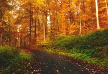 Outono na Europa: quando ir, cidades turísticas e dicas de viagem