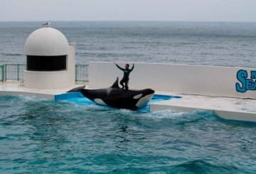 SeaWorld, Orlando: parques, roteiro e lista de atrações imperdíveis