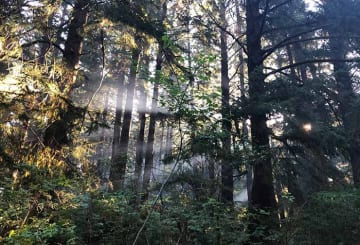 Forks, Washington: onde fica, clima, como chegar e passeios