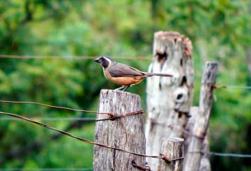 Turismo rural: guia de regiões para agroturismo