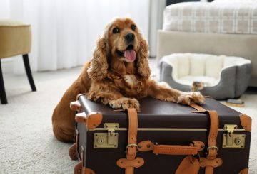 Hotéis pet-friendly: 7 melhores hotéis pet-friendly no Brasil e mais! 