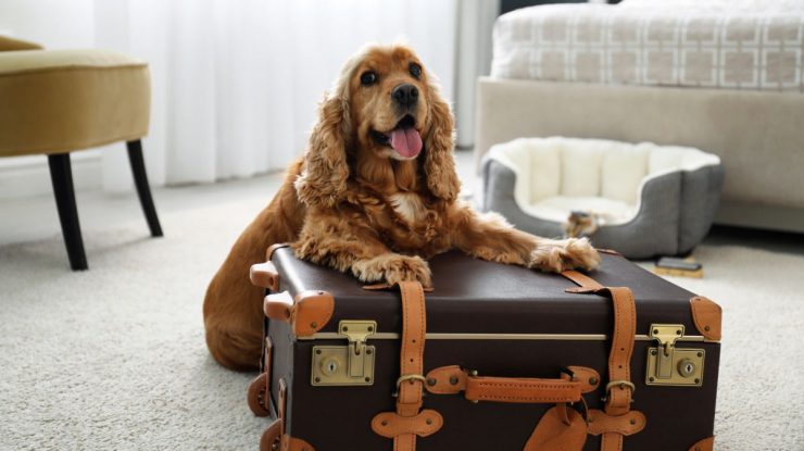 Hotéis pet-friendly: 7 melhores hotéis pet-friendly no Brasil e mais! Hotéis pet-friendly: 7 melhores hotéis pet-friendly no Brasil e mais!