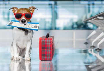 Guia completo para viajar com seu pet pela Europa!