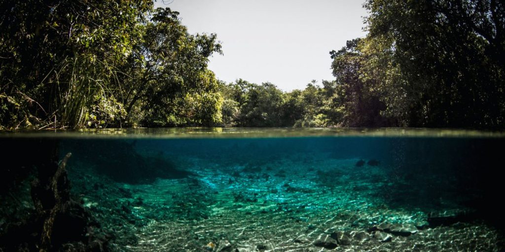 Bonito